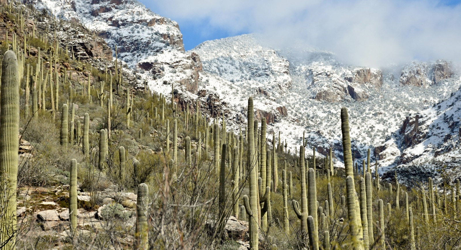 Catalina Mountains with saguaro foreground and snow background